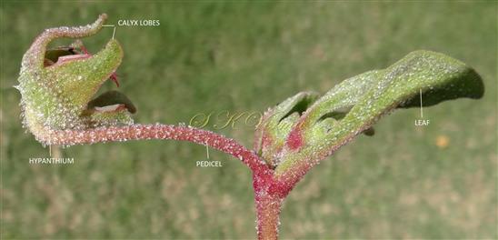  Plant bearing flower